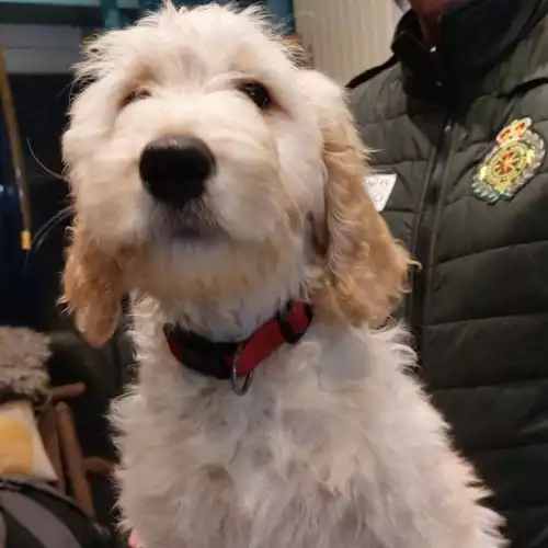 Goldendoodle Dog For Sale in New Quay / Ceinewydd, Dyfed