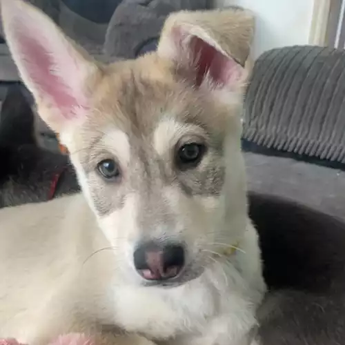 Siberian Husky Dog For Sale in Crewe, Cheshire