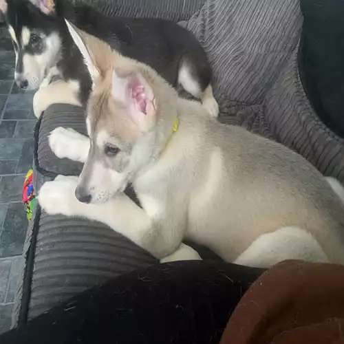 Siberian Husky Dog For Sale in Crewe, Cheshire