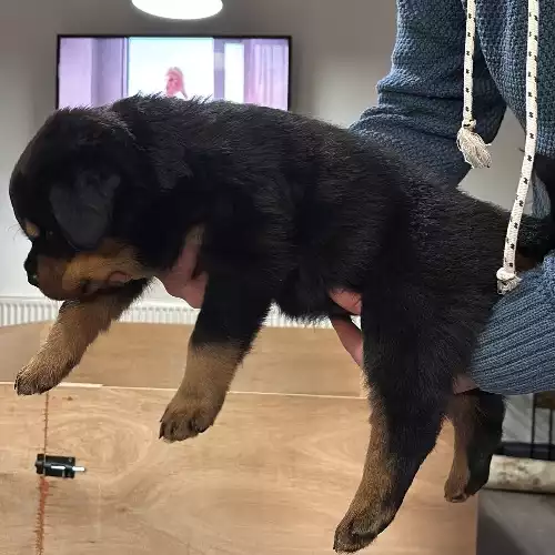 Rottweiler Dog For Sale in Bristol