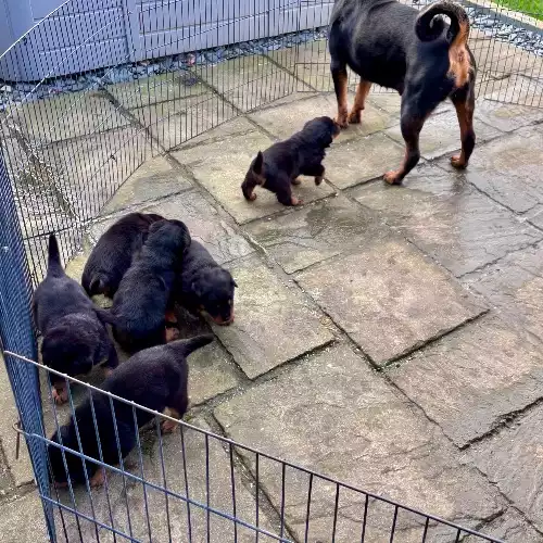 Rottweiler Dog For Sale in Bristol