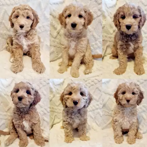 Cockapoo Dog For Sale in Ashford, Kent