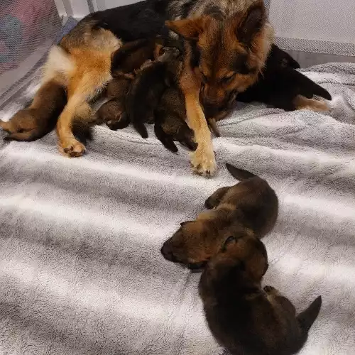 German Shepherd Dog For Sale in Littlehampton, West Sussex