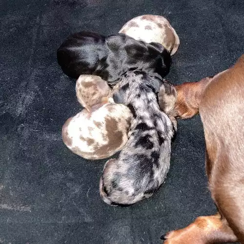 Dachshund Dog For Sale in Bradford