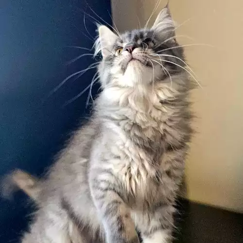 Maine Coon Cat For Sale in Manchester