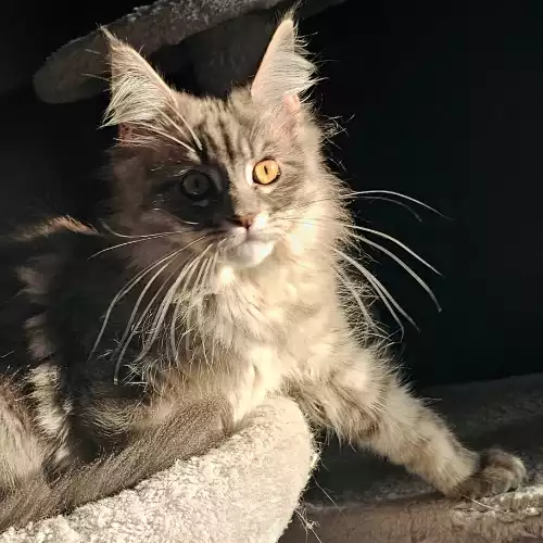 Maine Coon Cat For Sale in Manchester