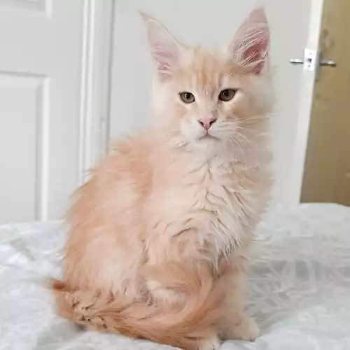 Maine Coon Cat For Sale in Upper Cwmbran, Gwent