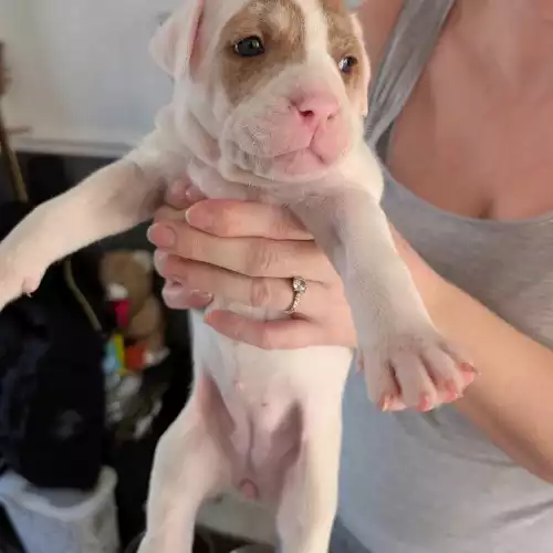 American Bulldog Dog For Sale in Newport / Casnewydd