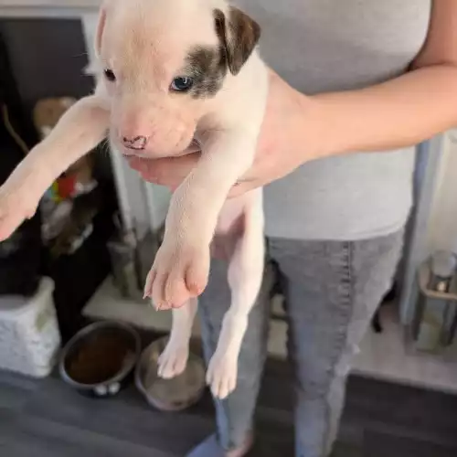 American Bulldog Dog For Sale in Newport / Casnewydd