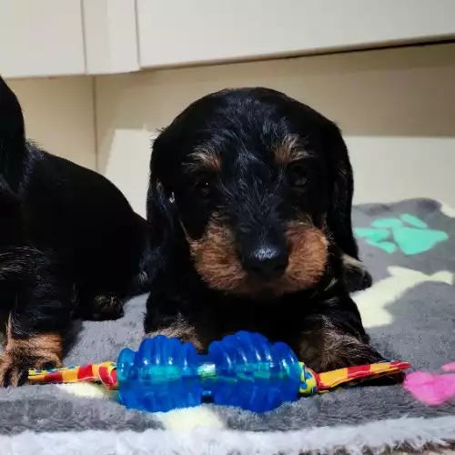 Miniature Dachshund Dog For Sale in Cambridge Batch, Somerset