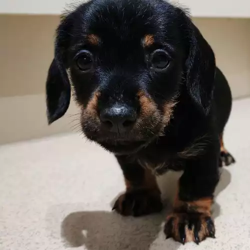 Miniature Dachshund Dog For Sale in Cambridge Batch, Somerset