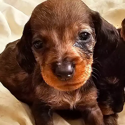 Dachshund Dog For Sale in Newcastle upon Tyne