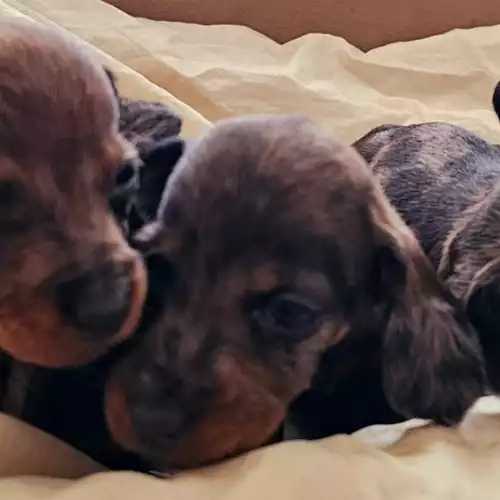 Dachshund Dog For Sale in Newcastle upon Tyne