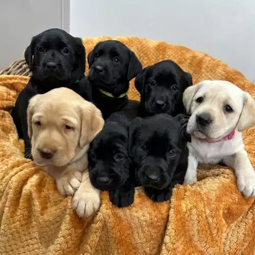 Labrador Retriever Dog For Sale in Hornsea, East Riding of Yorkshire