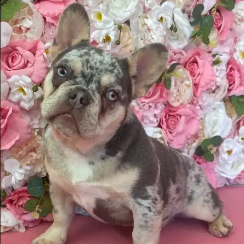 French Bulldog Dog For Sale in Wolverhampton