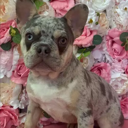 French Bulldog Dog For Sale in Wolverhampton