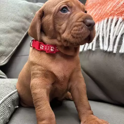 Hungarian Vizsla Dog For Sale in Aberystwyth, Dyfed