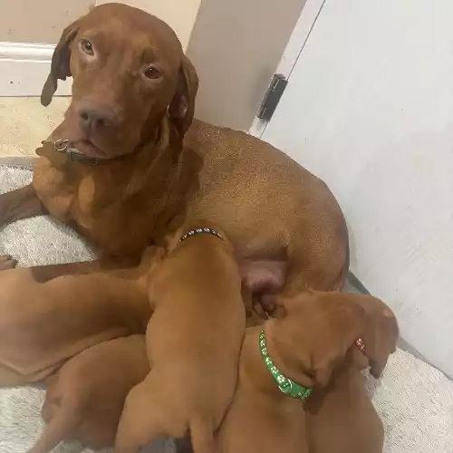 Hungarian Vizsla Dog For Sale in Aberystwyth, Dyfed