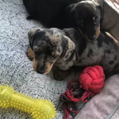 Miniature Dachshund Dog For Sale in Llandysul, Dyfed