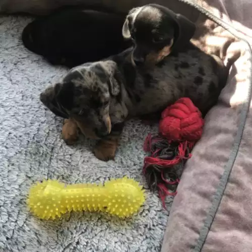 Miniature Dachshund Dog For Sale in Llandysul, Dyfed