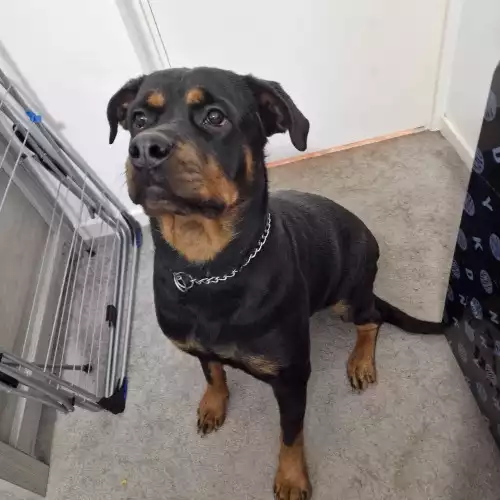 Rottweiler Dog For Adoption in Bannockburn, Stirling and Falkirk