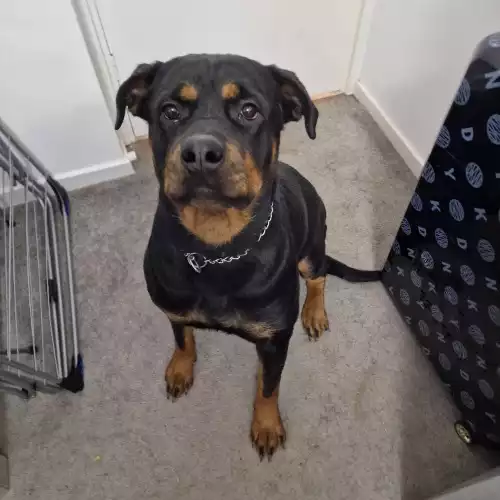 Rottweiler Dog For Adoption in Bannockburn, Stirling and Falkirk