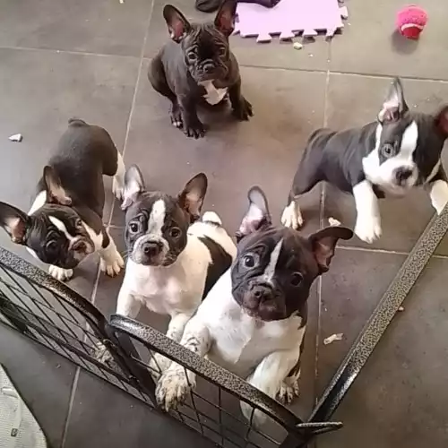 French Bulldog Dog For Sale in Uttoxeter, Staffordshire