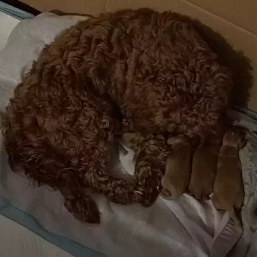 Cockapoo Dog For Sale in Sittingbourne, Kent