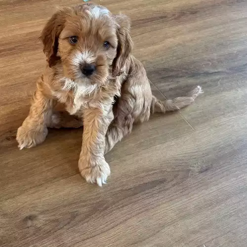 Cockapoo Dog For Sale in Sittingbourne, Kent