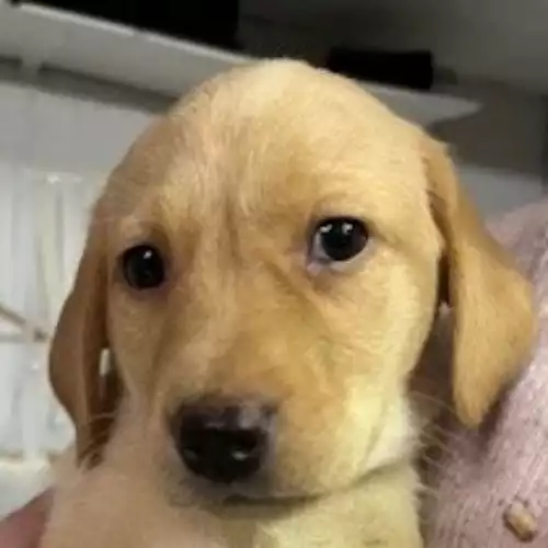 Labrador Retriever Dog For Sale in Winchester