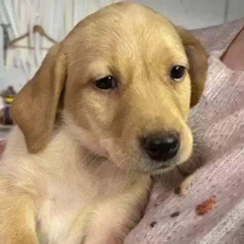 Labrador Retriever Dog For Sale in Winchester