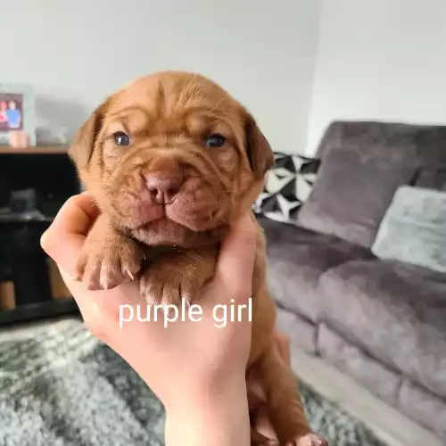 Dogue De Bordeaux Dog For Sale in Stockton-on-Tees, Durham