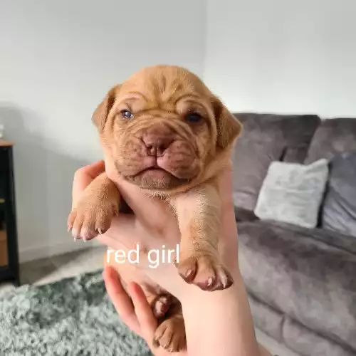 Dogue De Bordeaux Dog For Sale in Stockton-on-Tees, Durham