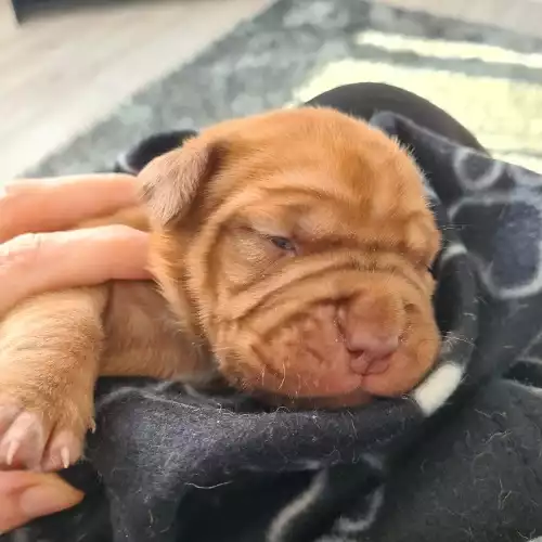 Dogue De Bordeaux Dog For Sale in Stockton-on-Tees, Durham