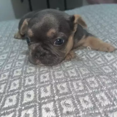 French Bulldog Dog For Sale in South Croydon, Greater London