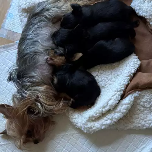 Yorkshire Terrier Dog For Sale in South Hornchurch, Greater London