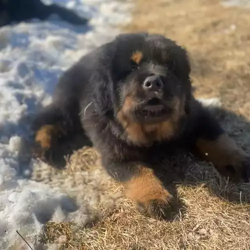 Tibetan Mastiff Dog For Sale in London