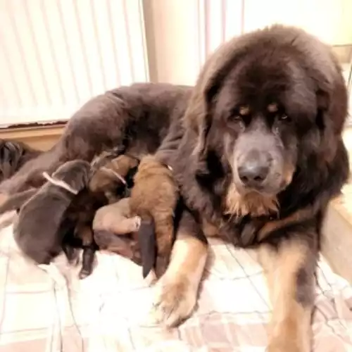 Tibetan Mastiff Dog For Sale in London