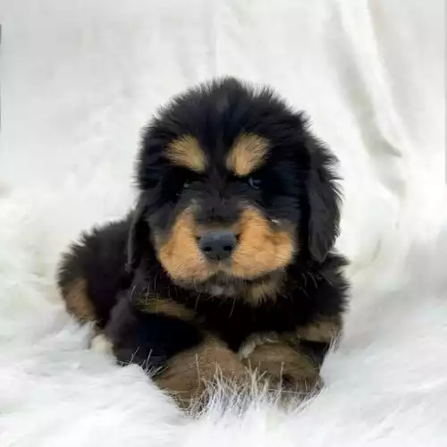 Tibetan Mastiff Dog For Sale in London