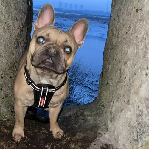 French Bulldog Dog For Adoption in Derby