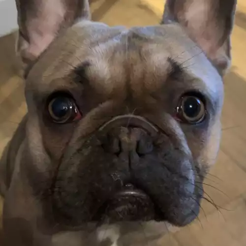 French Bulldog Dog For Adoption in Derby