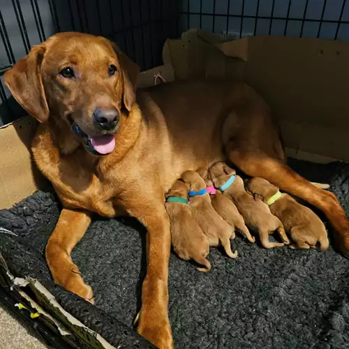 Labrador Retriever Dog For Sale in Lincoln