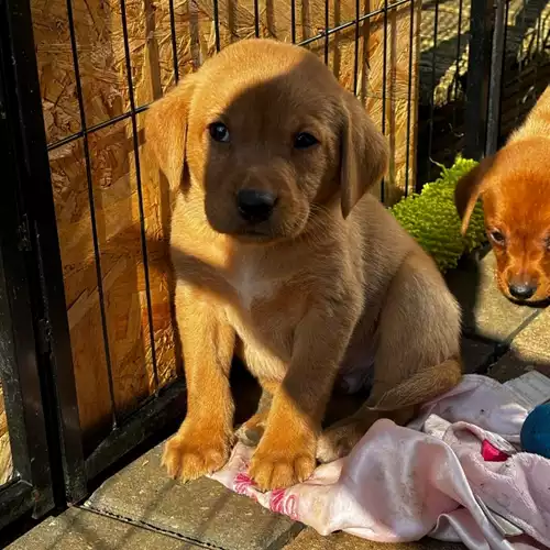 Labrador Retriever Dog For Sale in Lincoln