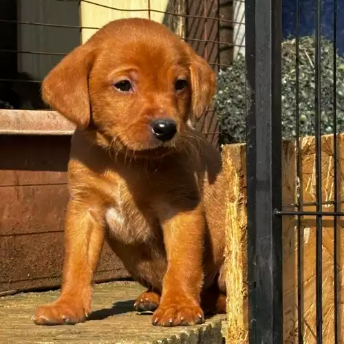 Labrador Retriever Dog For Sale in Lincoln