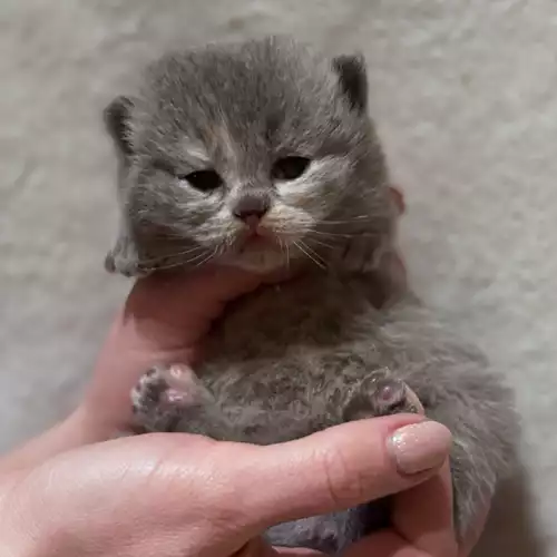 British Shorthair Cat For Sale in Preston