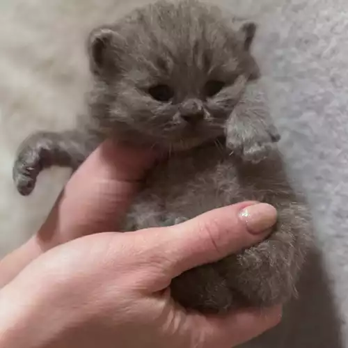 British Shorthair Cat For Sale in Preston