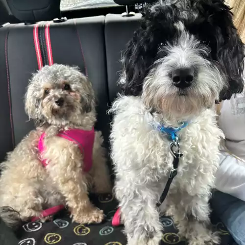 Shihpoo Dog For Sale in Wolverhampton