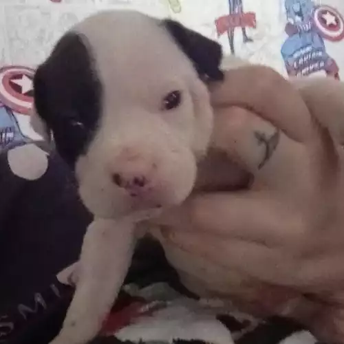 American Bulldog Dog For Sale in Portsmouth