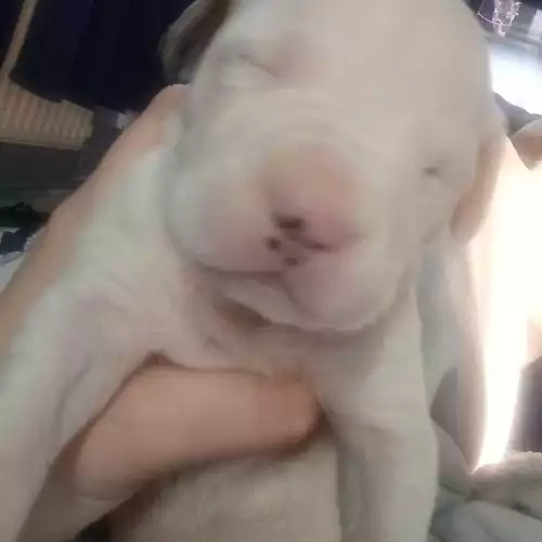 American Bulldog Dog For Sale in Portsmouth