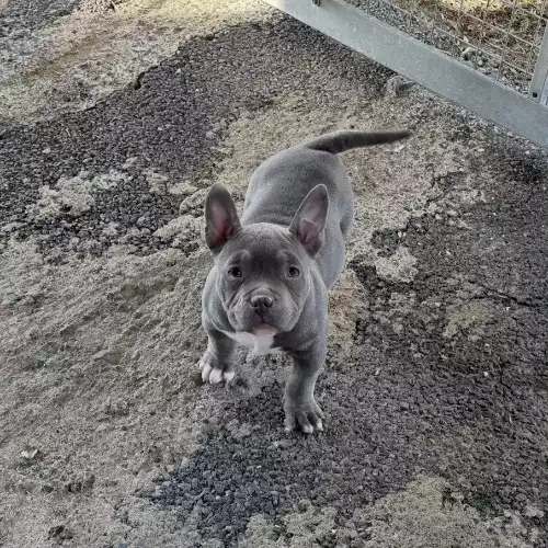 American Bully Dog For Sale in Lampeter / Llanbedr Pont Steffan, Dyfed